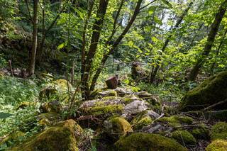 Wald